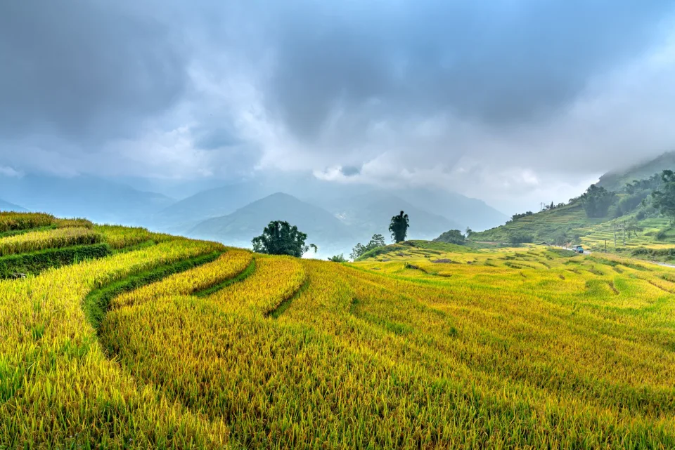 Kho gạo của Võ Thị Ngọc Thanh
